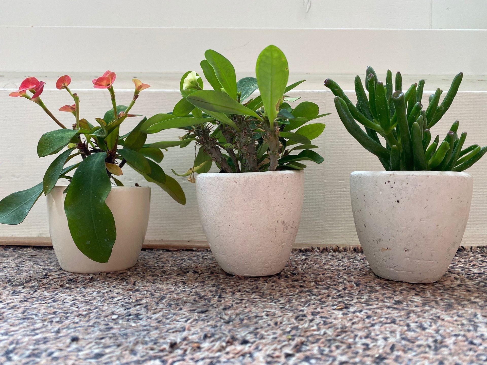 Plantjes kiezen