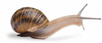 Snail